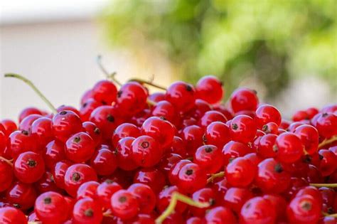 Groselha: onde encontrar, como comer e .